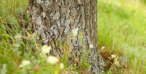 Tree Trunk Surrounded by Green Grass