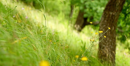 Green Grass In Forest