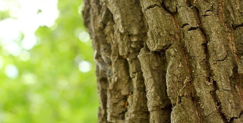 Tree Trunk Texture with Ants in Nature