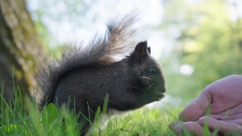 Mann füttert Eichhörnchen mit flauschigem Schwanz im sonnigen Stadtpark