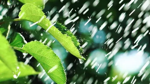 Raindrops on Green Leaves in Summer