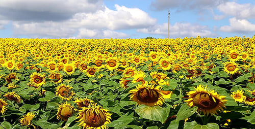 Sunflower Field