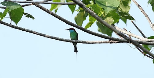 Abejaruco garganta azul. (Merops viridis)