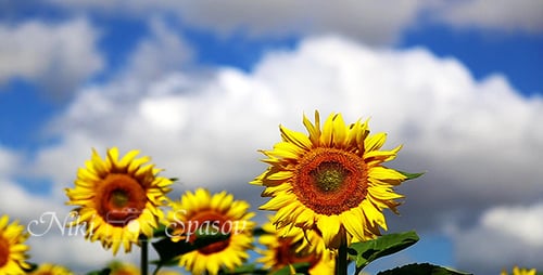 Sunflowers Swaying in the Breeze on Sunny Day