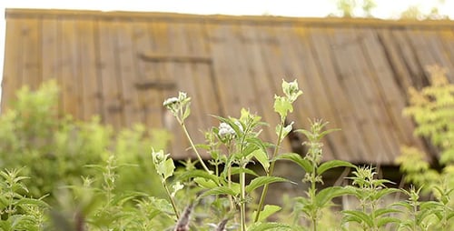 Abandoned Village House 2
