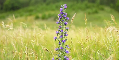 Purple Flowers