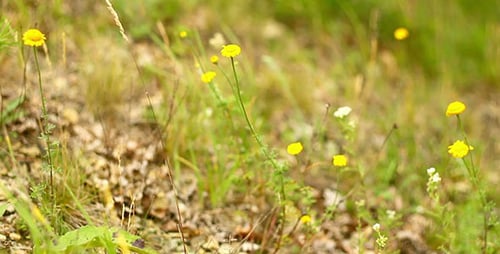 Wildflowers Swaying Gently in a Green Meadow