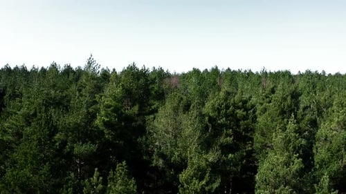 Baumkronen im Wald