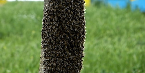 Bee Swarm Clustering on Branch in Rural Setting