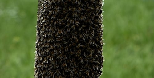 Swarm of Bees 4