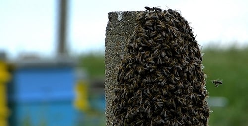 Swarm of Bees 5