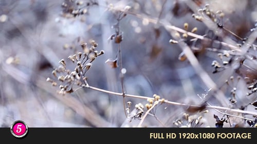 Forest 25