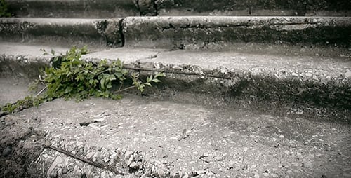 Weathered Concrete Stairs with Green Plants