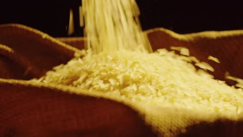 Rice Grains Filling Burlap Sack