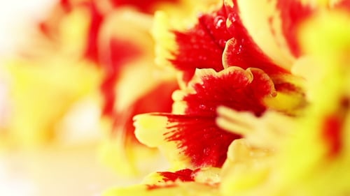 Glaïeul à fleurs rouge-jaune