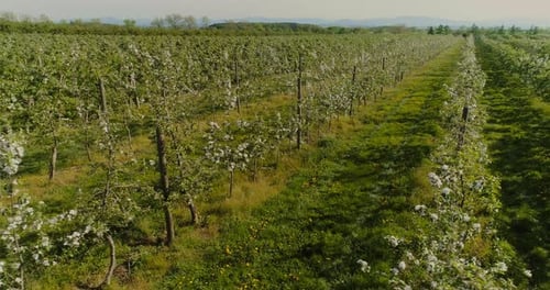 Aerial View of Apple Orchard Blooming