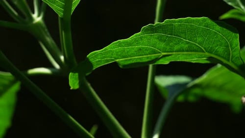 Grünes Blatt in der Natur