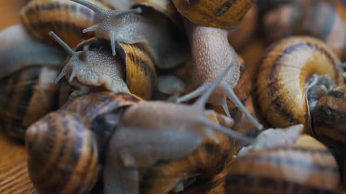 Snails Interact with Each Other Close Up