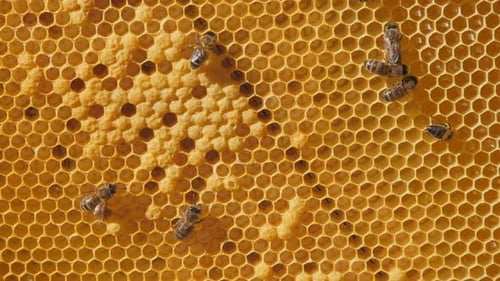 Swarm of Bees Working on a Honeycomb Carries Honey and Nectar, Close Communication of Bees, Bee