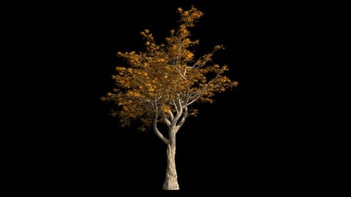 Lonely Tree From Autumn Forest