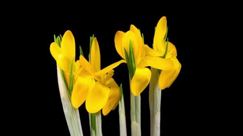 Blühende
gelbe Krokusblüte. Zeitraffer