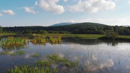 Paysage de la nature - Lac avec plantes aquatiques et collines au loin
