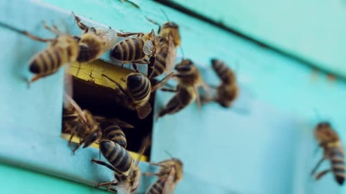 Las abejas pululan cerca de la entrada de la colmena