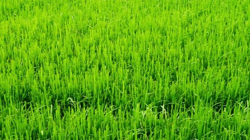 The beautiful rice plants in a gorgeous paddy field on organic farms at sunset time. slow motion.