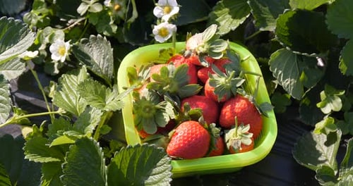 Harvest of strawberry