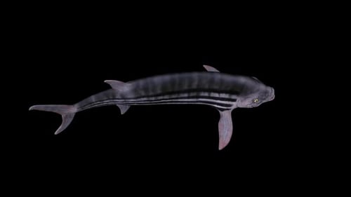 Xiphactinus Fish Top View