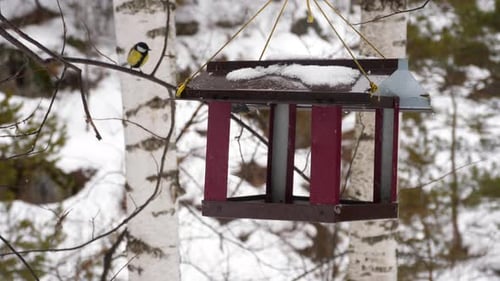 Bird Feeder in the Park