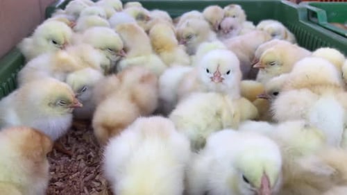 Little Chickens Baby Chicken in Poultry Farm