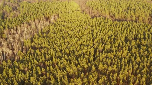 Aerial View Green Pine Forest Deforestation Area Landscape