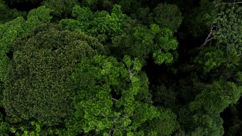 Luftaufnahme der Baumkronen aus dem tropischen Wald im Amazonasgebiet Ecuadors