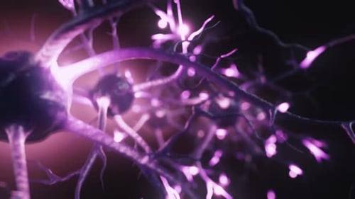 Neuronal and Synapse Activity