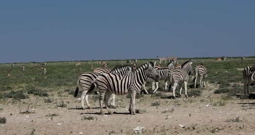 Herd of Burchell's zebra, Namibia Africa wildlife