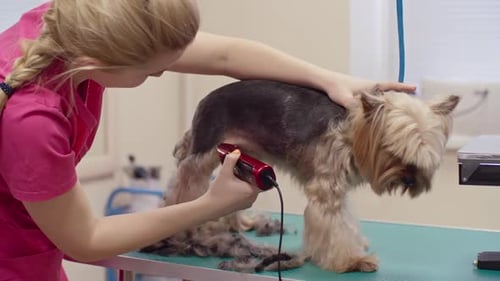 Dog Getting Groomed at Pet Salon