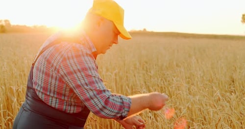 The Farmer Inspects the Harvest in the Wheat Field