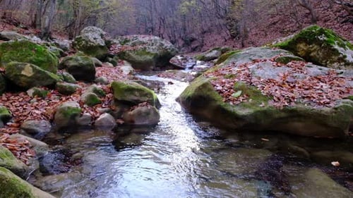 Scenic River Flowing through Autumn Forest