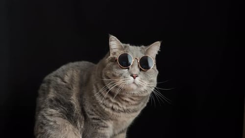 Tabby Cat Wearing Sunglasses Looking Upward