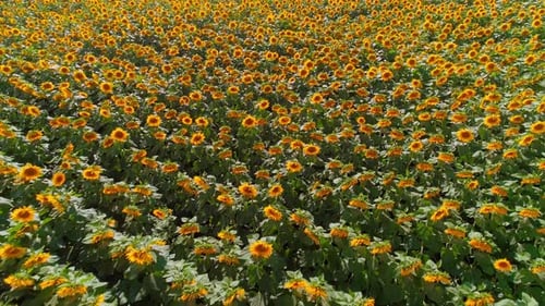 Sunflower Field (2K)