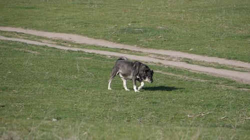 Schäferhund