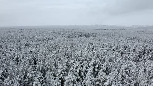 Aerial View of Winter Forest Covered in Snow. Drone Photography - Panoramic Image