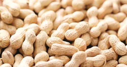 Close Up of Fresh Peanuts in Shells