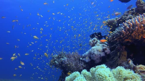 Reef Underwater Marine Scene