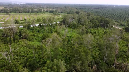 Aerial view wetland mangrove tree