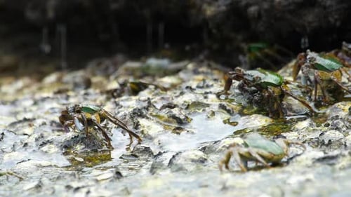 Crabs on the Rock at the Beach