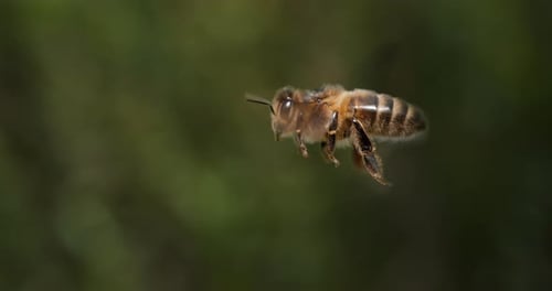 European Honey Bee, apis mellifera, Bee in Flight, Normandy, Slow motion 4K