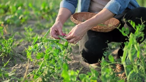 Closeup of Woman's Hands Picking Pods of Green Peas From Plant in Vegetable Garden
