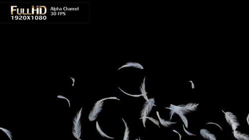 Soft White Feathers Falling and Drifting Motion Graphic